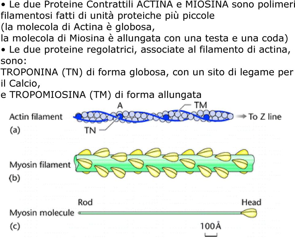 una testa e una coda) Le due proteine regolatrici, associate al filamento di actina, sono: