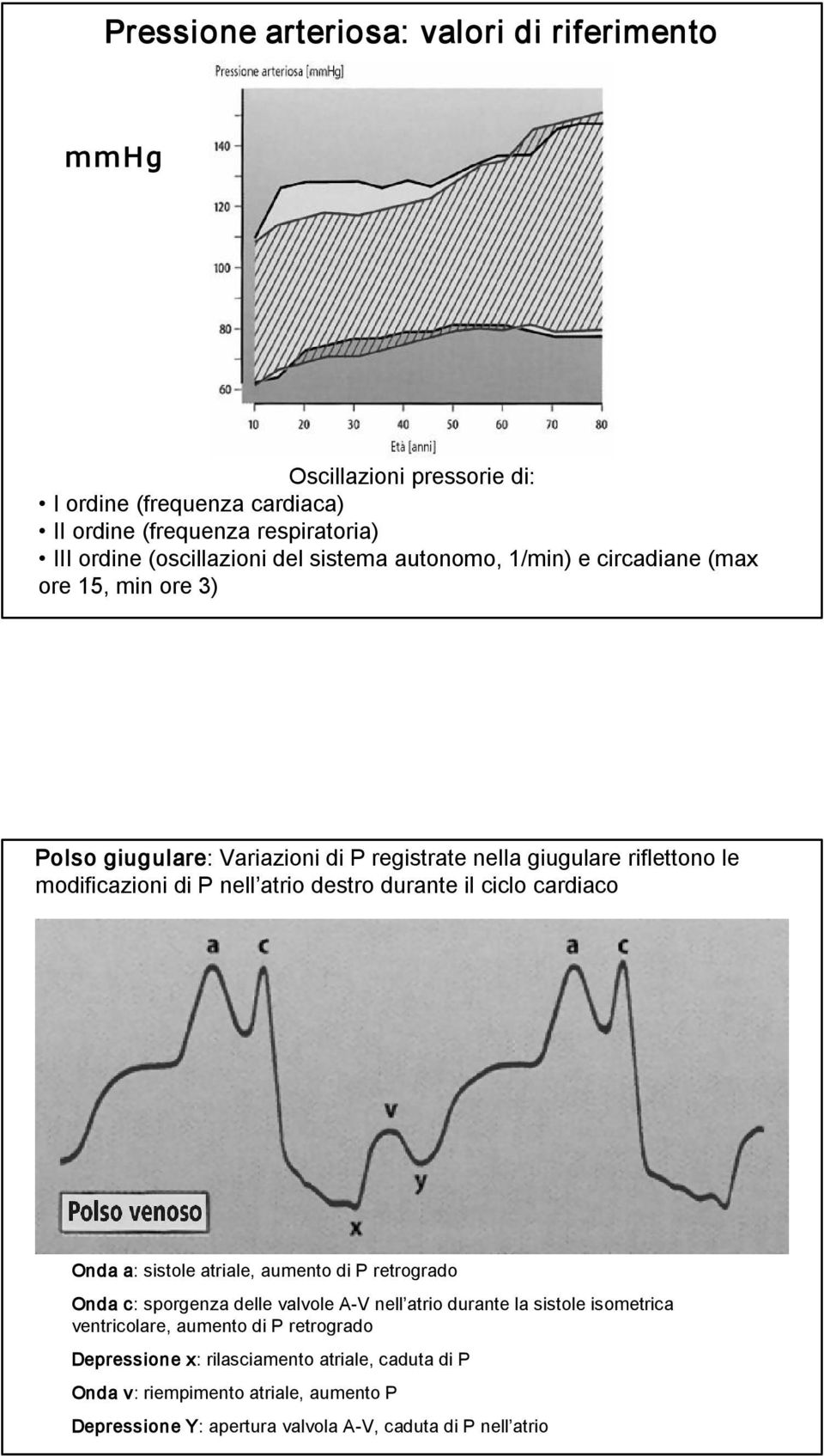 destro durante il ciclo cardiaco Onda a: sistole atriale, aumento di P retrogrado Onda c: sporgenza delle valvole A V nell atrio durante la sistole isometrica