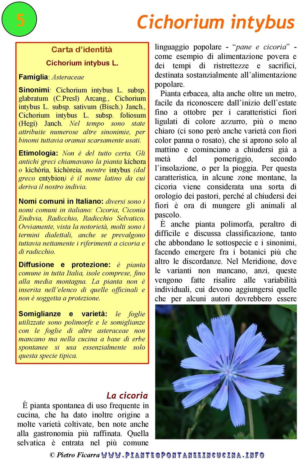 Gli antichi greci chiamavano la pianta kichora o kichòria, kichòreia, mentre intybus (dal greco entybion) è il nome latino da cui deriva il nostro indivia.