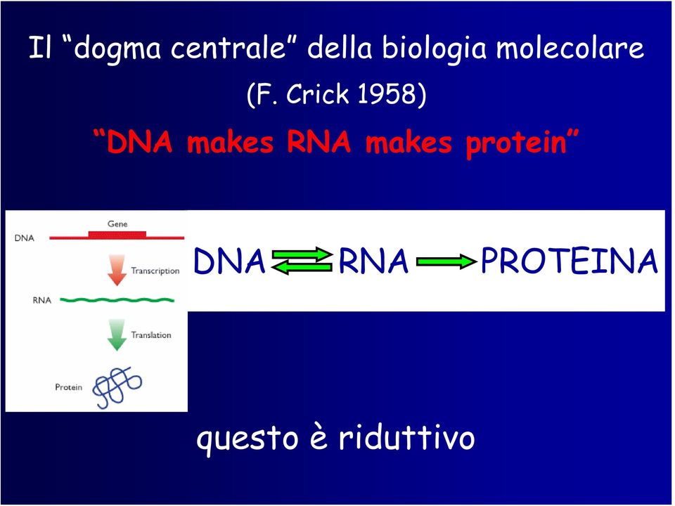 Crick 1958) DNA makes RNA