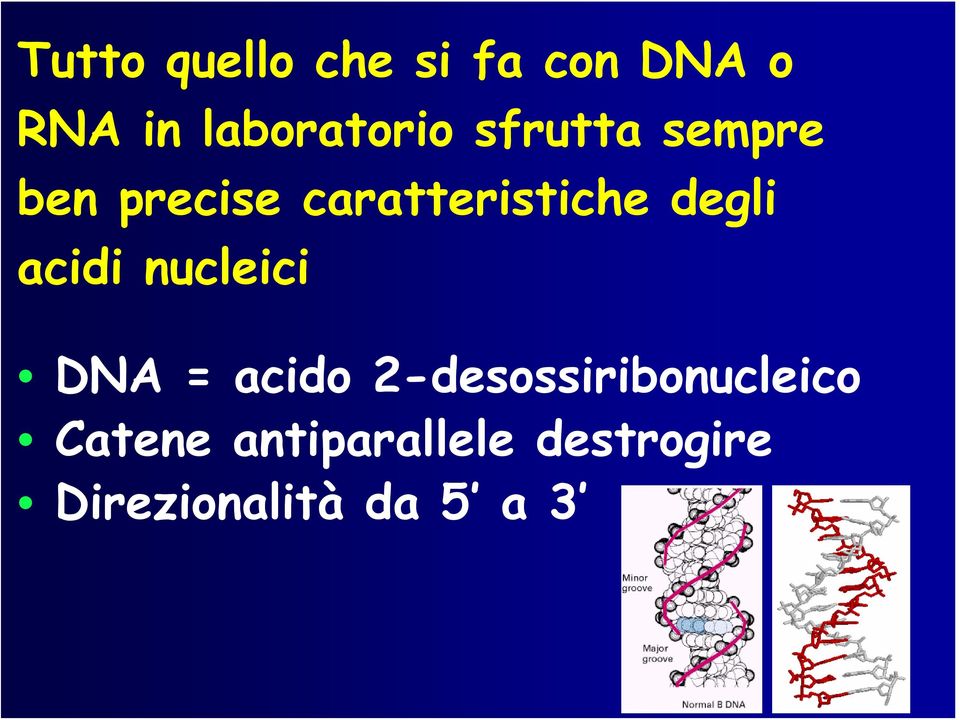 caratteristiche degli acidi nucleici DNA = acido