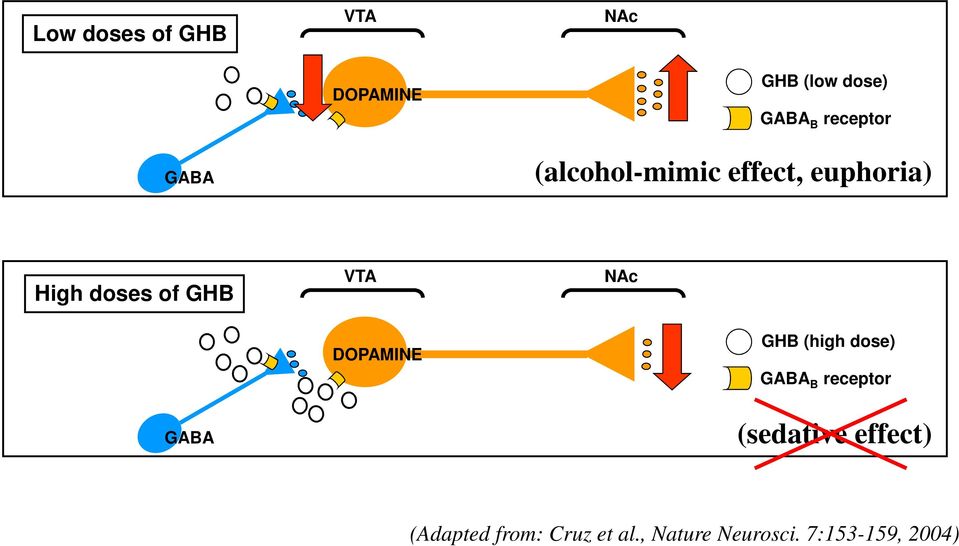 GHB GABA VTA DOPAMINE NAc GHB (high dose) GABA B receptor