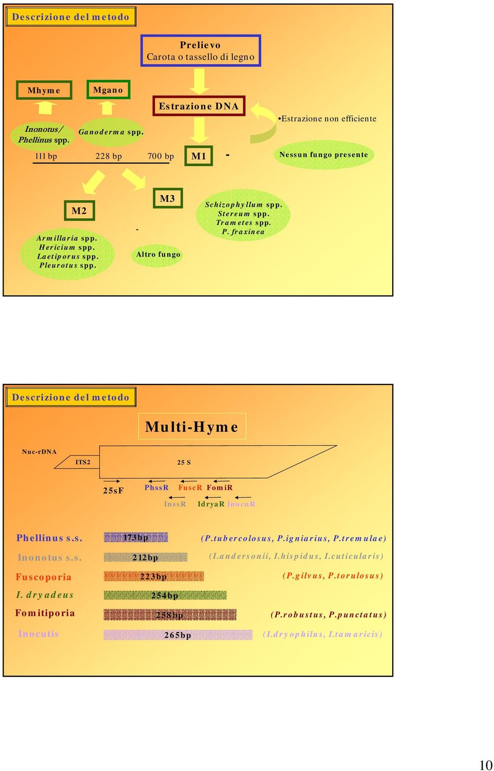 Stereum spp. Trametes spp. P. fraxinea Descrizione del metodo Multi-Hyme Nuc-rDNA ITS2 25 S 25sF PhssR FuscR FomiR InssR IdryaR InocuR Phellinus s.s. Inonotus s.s. Fuscoporia 173bp 212bp 223bp (P.