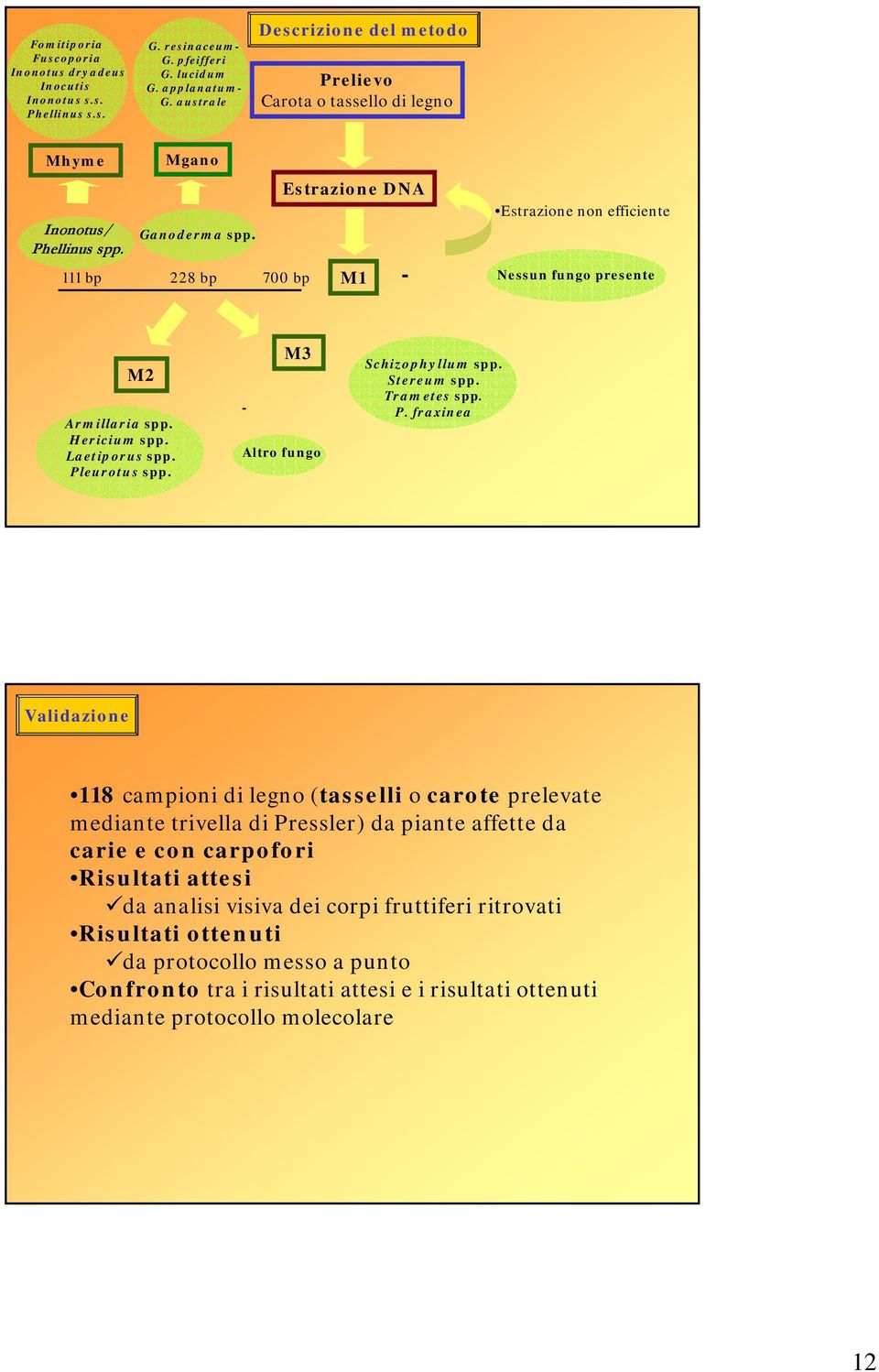 111 bp 228 bp 700 bp Estrazione DNA M1 - Estrazione non efficiente Nessun fungo presente M2 Armillaria spp. Hericium spp. Laetiporus spp. Pleurotus spp. - M3 Altro fungo Schizophyllum spp.