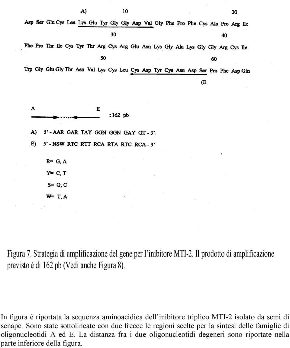 In figura è riportata la sequenza aminoacidica dell inibitore triplico MTI-2 isolato da semi di senape.