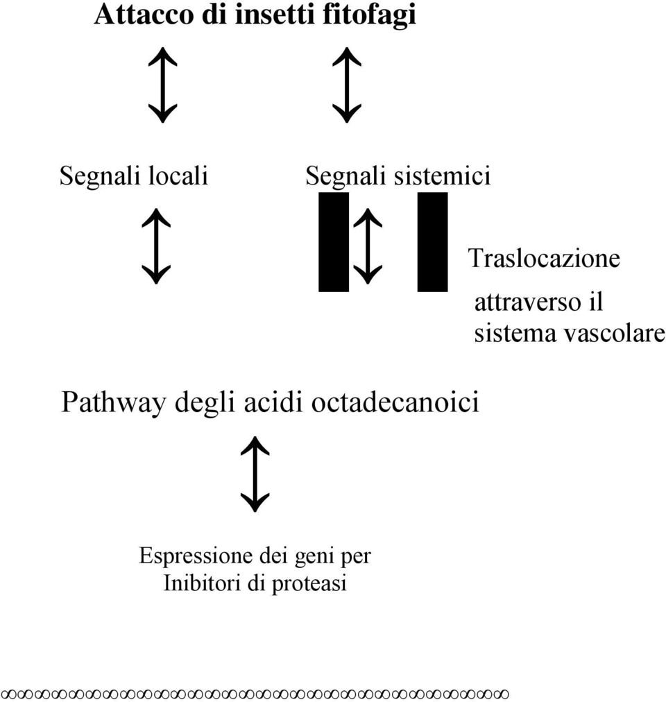 sistema vascolare Pathway degli acidi