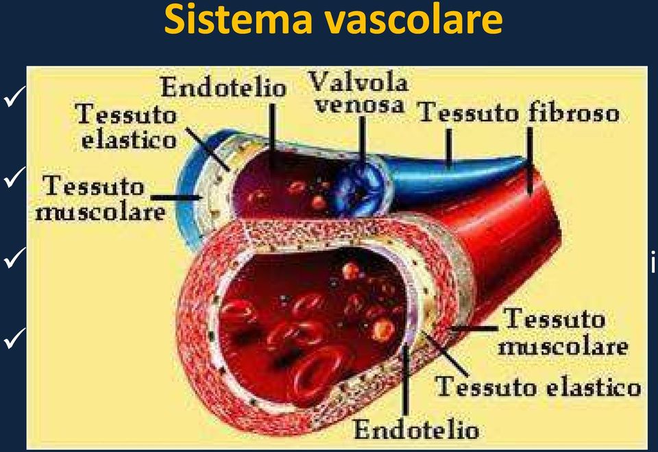 Le arterie e le arteriole portano ai tessuti sangue ricco di ossigeno I capillari