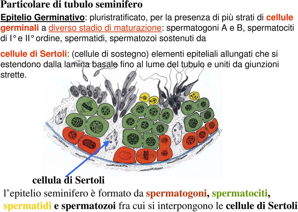 di sostegno) elementi epiteliali allungati che si estendono dalla lamina basale fino al lume del tubulo e uniti da giunzioni strette.