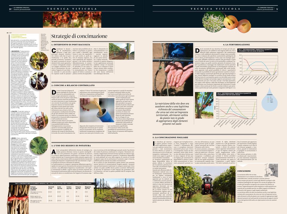 carenza potassica, che si riassorbono poi con l età del vigneto. magnesio.