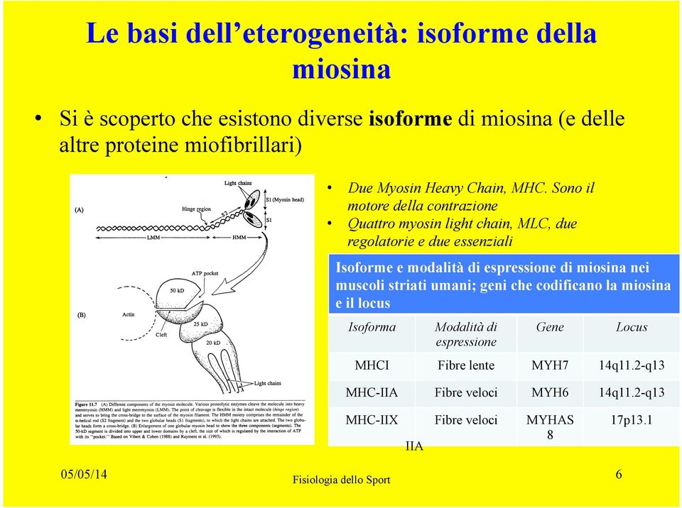 Sono il motore della contrazione Quattro myosin light chain, MLC, due regolatorie e due essenziali Isoforme e modalità di espressione di miosina