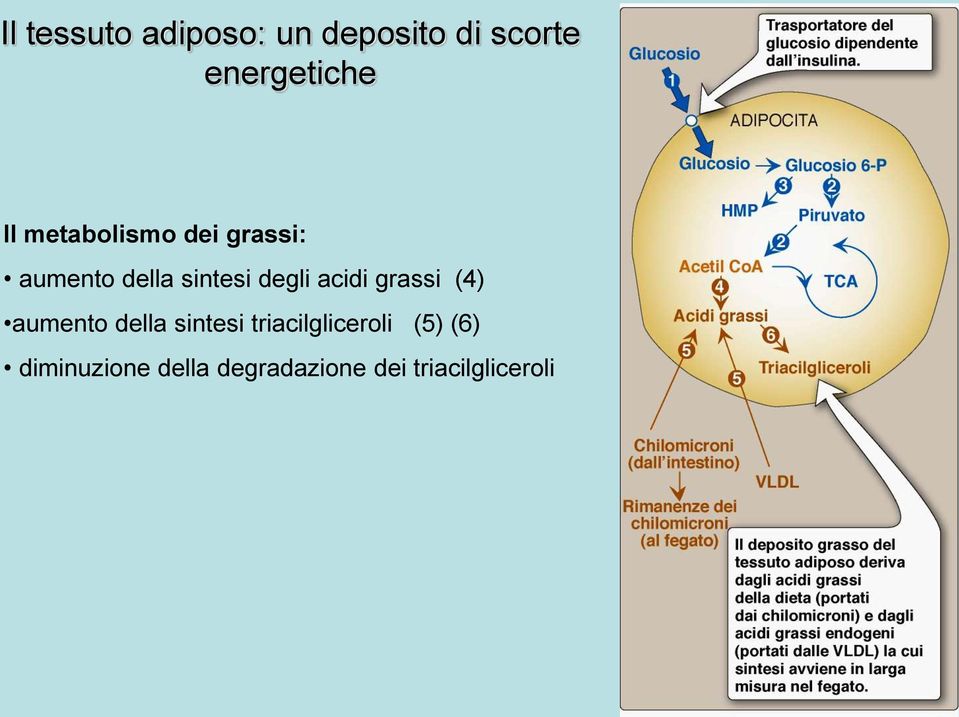 acidi grassi (4) aumento della sintesi triacilgliceroli