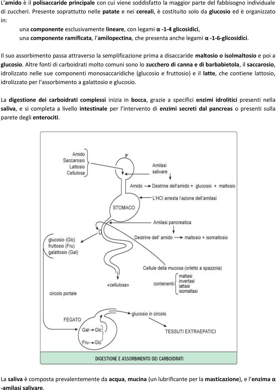 amilopectina, che presenta anche legami α -1-6-glicosidici. Il suo assorbimento passa attraverso la semplificazione prima a disaccaride maltosio o isolmaltosio e poi a glucosio.