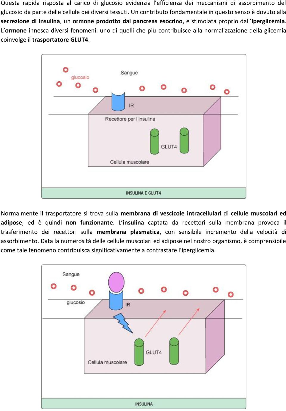 L ormone innesca diversi fenomeni: uno di quelli che più contribuisce alla normalizzazione della glicemia coinvolge il trasportatore GLUT4.