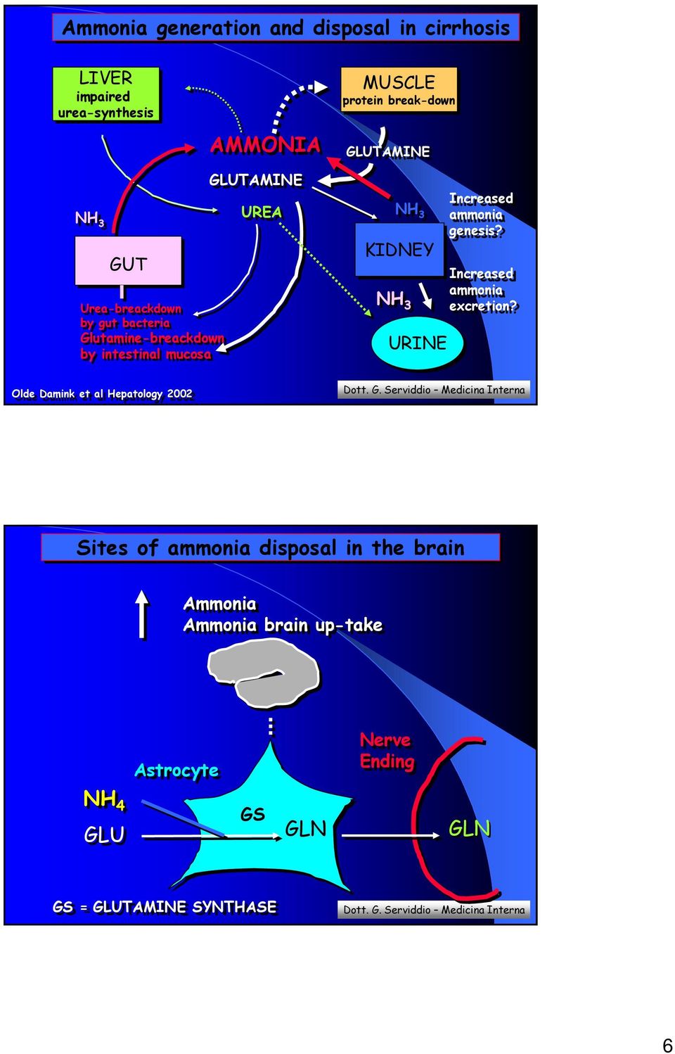 URINE Increased ammonia genesis? Increased ammonia excretion?