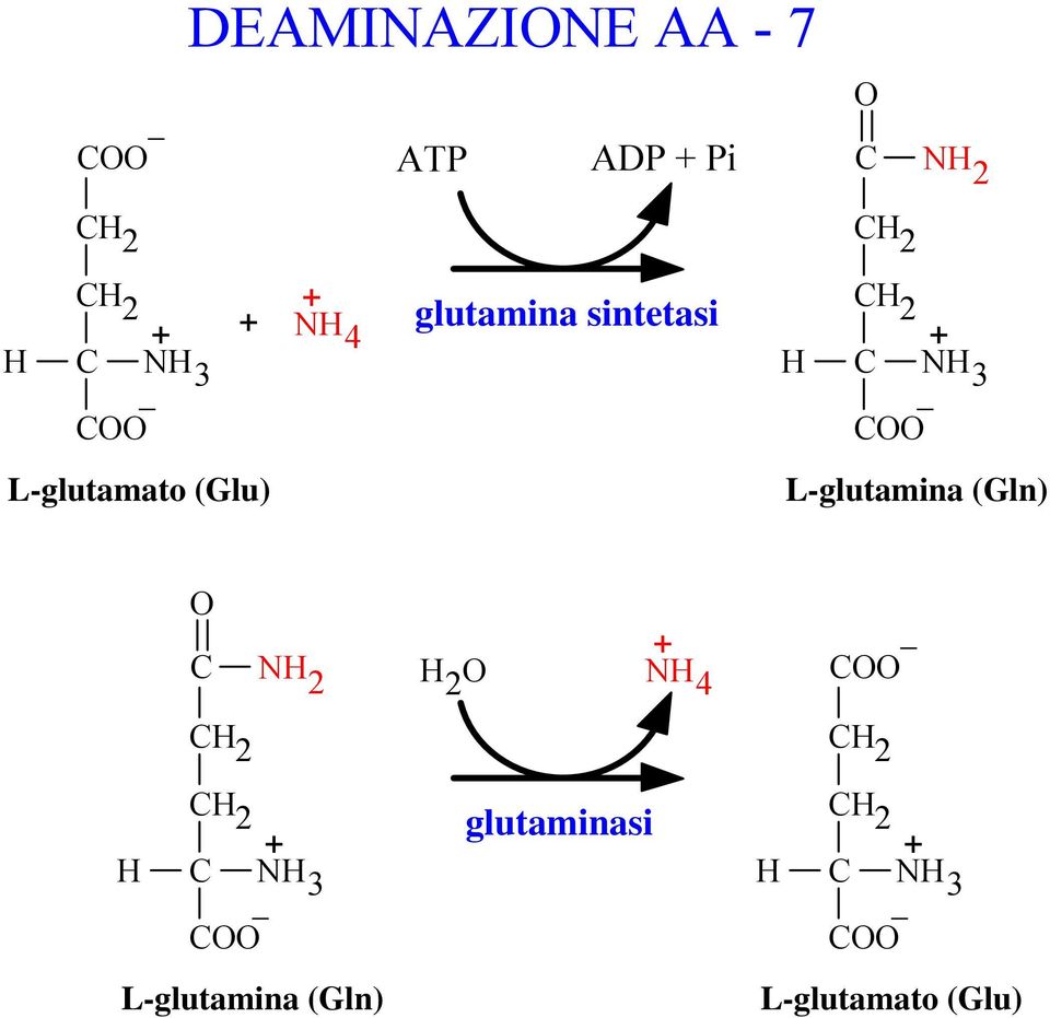 (Glu) L-glutamina (Gln) C C 4 C C C 3