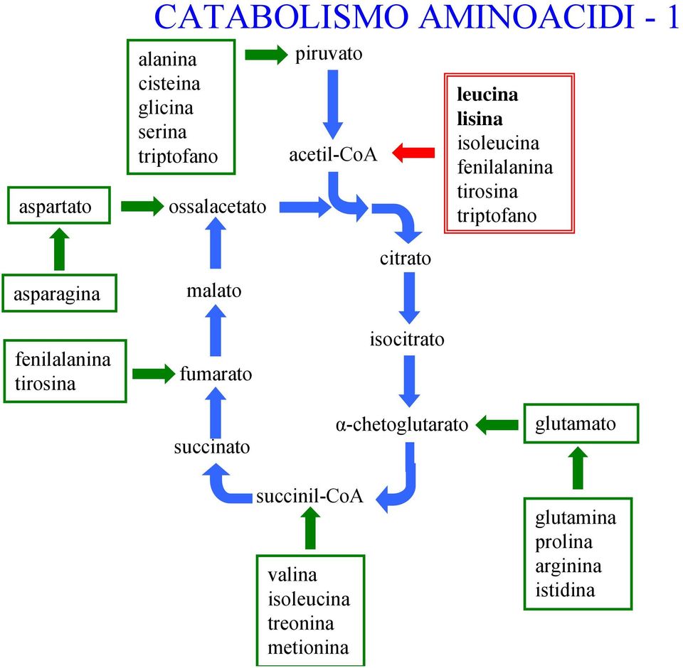 asparagina malato fenilalanina tirosina fumarato isocitrato succinato α-chetoglutarato