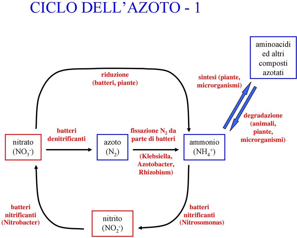 batteri (Klebsiella, Azotobacter, Rhizobium) ammonio ( 4 ) degradazione (animali, piante,