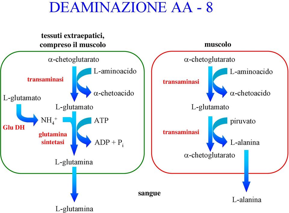 L-aminoacido α-chetoacido ATP ADP P i α-chetoglutarato L-aminoacido transaminasi