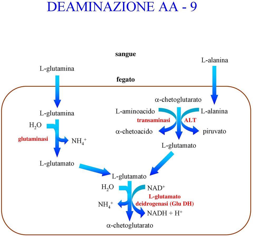 transaminasi ALT α-chetoacido L-glutamato L-alanina piruvato