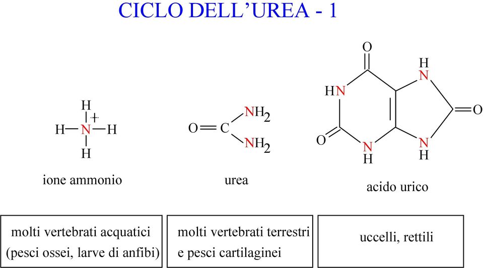 (pesci ossei, larve di anfibi) molti