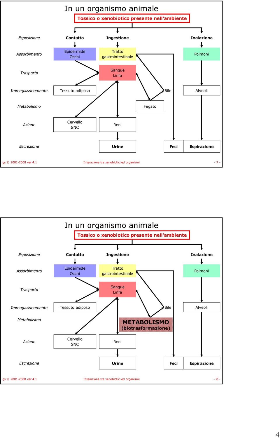 1 Interazione tra xenobiotici ed organismi - 7 -  Immagazzinamento Tessuto adiposo Bile Alveoli Metabolismo METABOLISMO (biotrasformazione) Azione Cervello SNC Reni Escrezione Urine Feci Espirazione