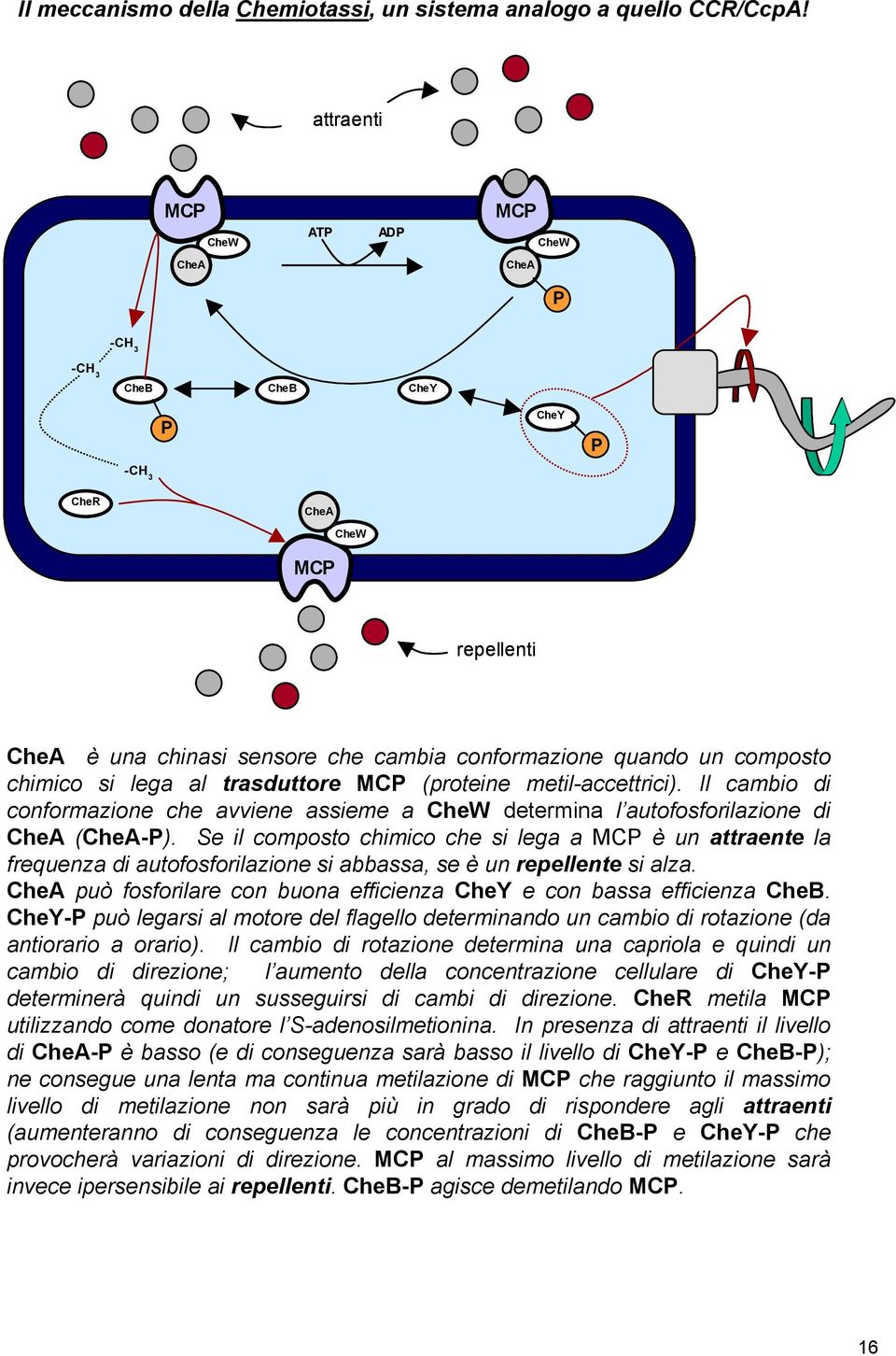 lega al trasduttore MCP (proteine metilaccettrici). Il cambio di conformazione che avviene assieme a CheW determina l autofosforilazione di CheA (CheAP).