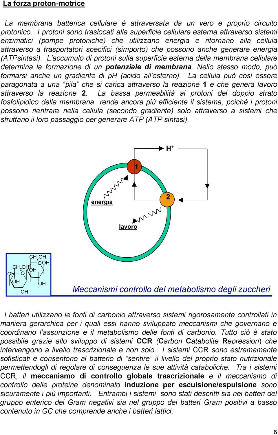 (simporto) che possono anche generare energia (ATPsintasi). L accumulo di protoni sulla superficie esterna della membrana cellulare determina la formazione di un potenziale di membrana.