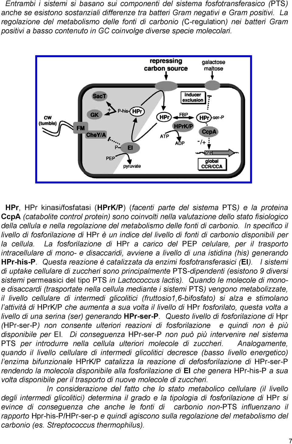 HPr, HPr kinasi/fosfatasi (HPrK/P) (facenti parte del sistema PTS) e la proteina CcpA (catabolite control protein) sono coinvolti nella valutazione dello stato fisiologico della cellula e nella