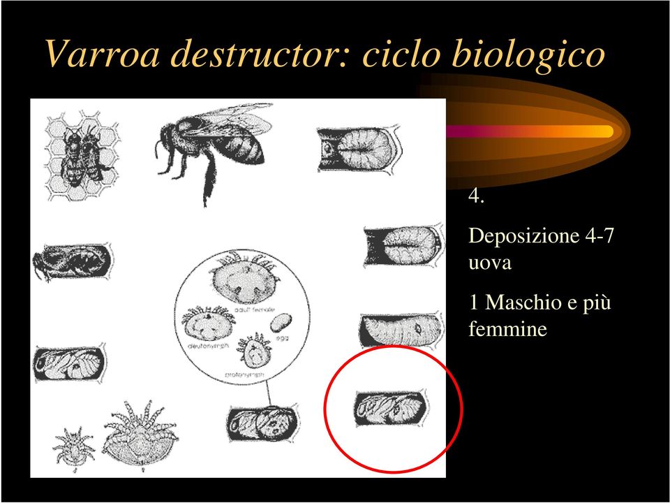 Deposizione 4-7 uova