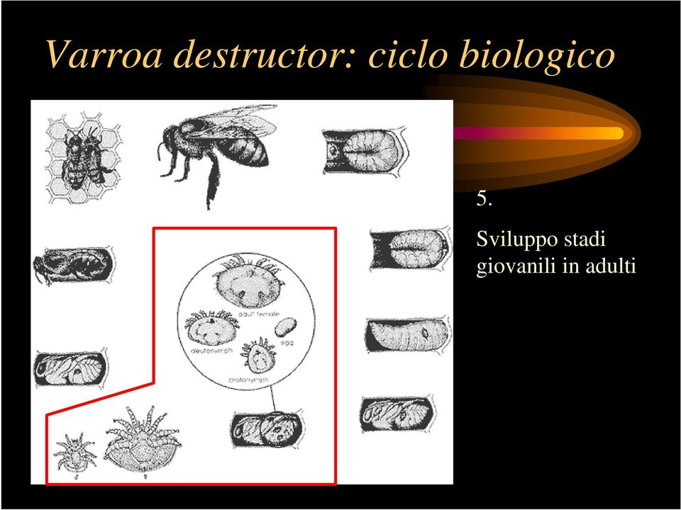 biologico 5.