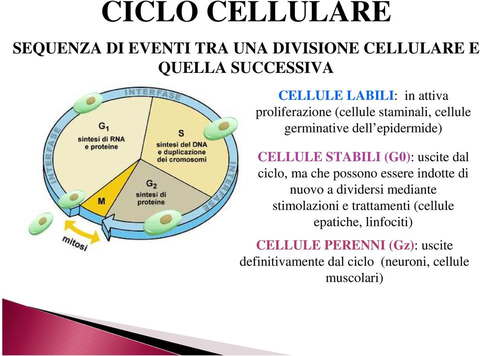 uscite dal ciclo, ma che possono essere indotte di nuovo a dividersi mediante stimolazioni e trattamenti