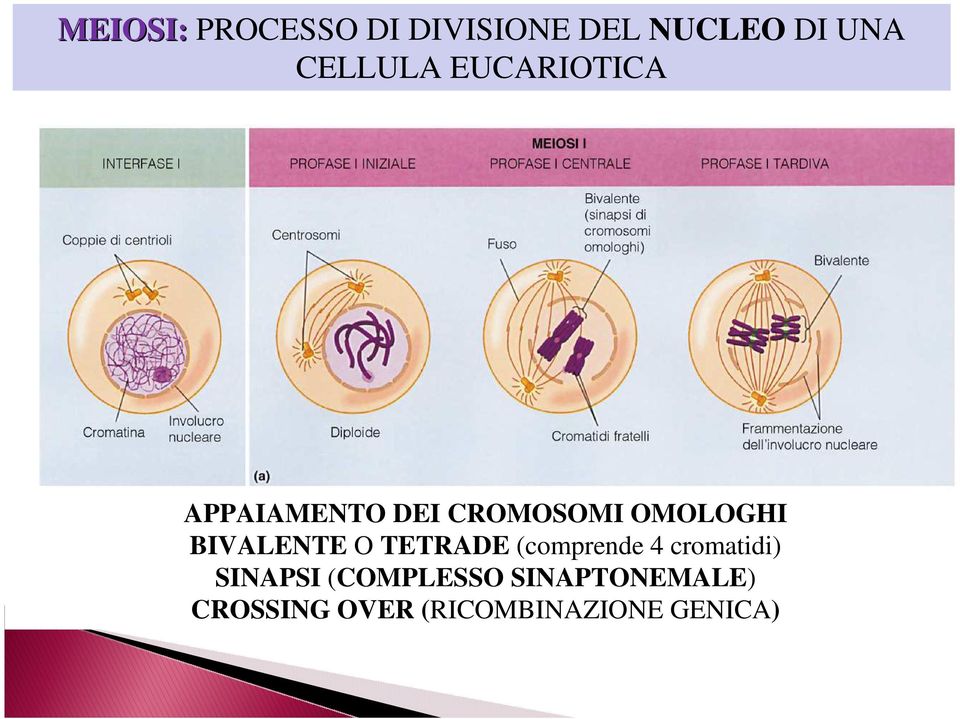 BIVALENTE O TETRADE (comprende 4 cromatidi) SINAPSI