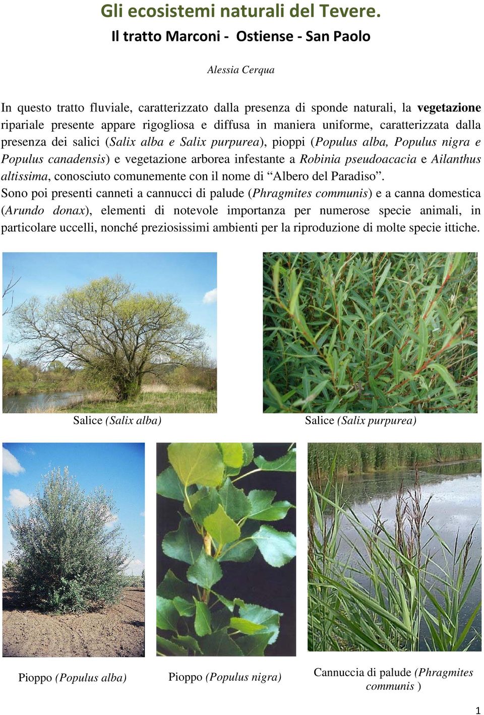 maniera uniforme, caratterizzata dalla presenza dei salici (Salix alba e Salix purpurea), pioppi (Populus alba, Populus nigra e Populus canadensis) e vegetazione arborea infestante a Robinia