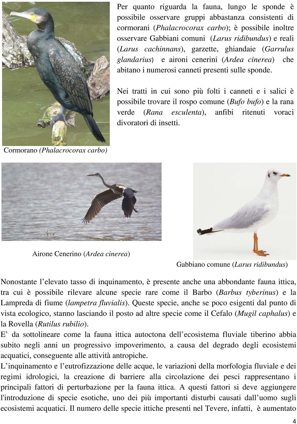 Nei tratti in cui sono più folti i canneti e i salici è possibile trovare il rospo comune (Bufo bufo) e la rana verde (Rana esculenta), anfibi ritenuti voraci divoratori di insetti.