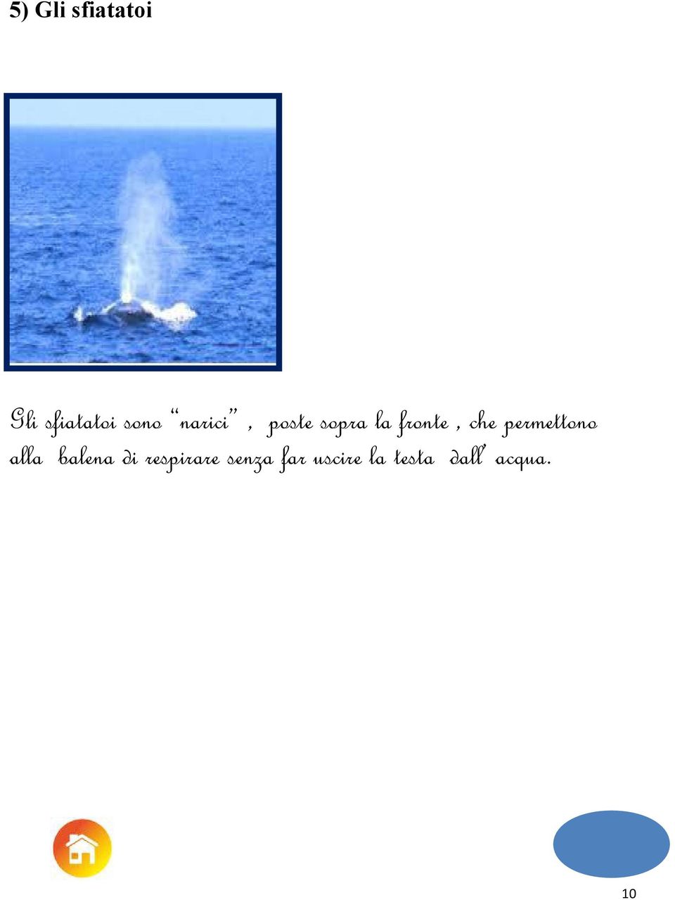 permettono alla balena di respirare