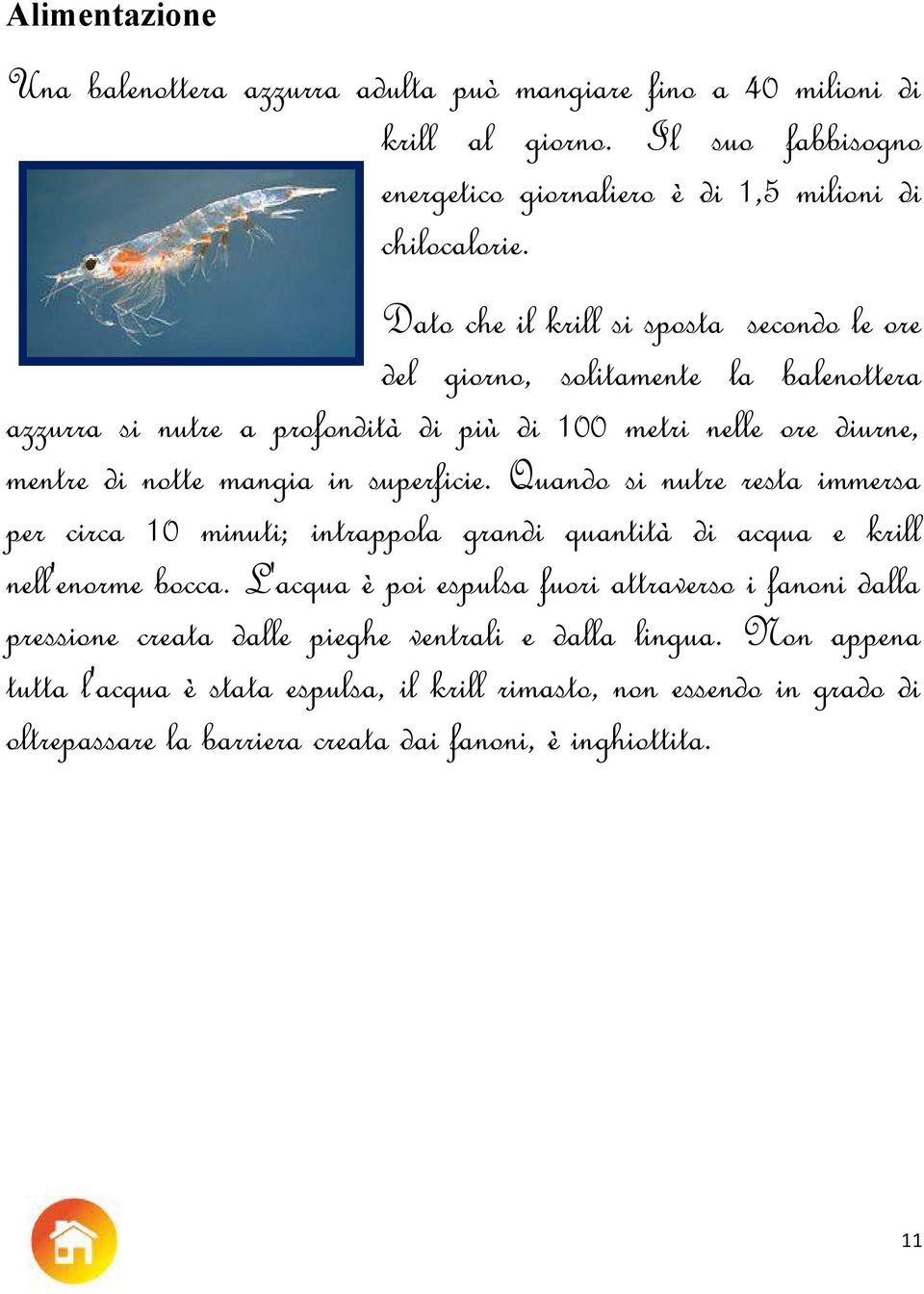 superficie. Quando si nutre resta immersa per circa 10 minuti; intrappola grandi quantità di acqua e krill nell'enorme bocca.