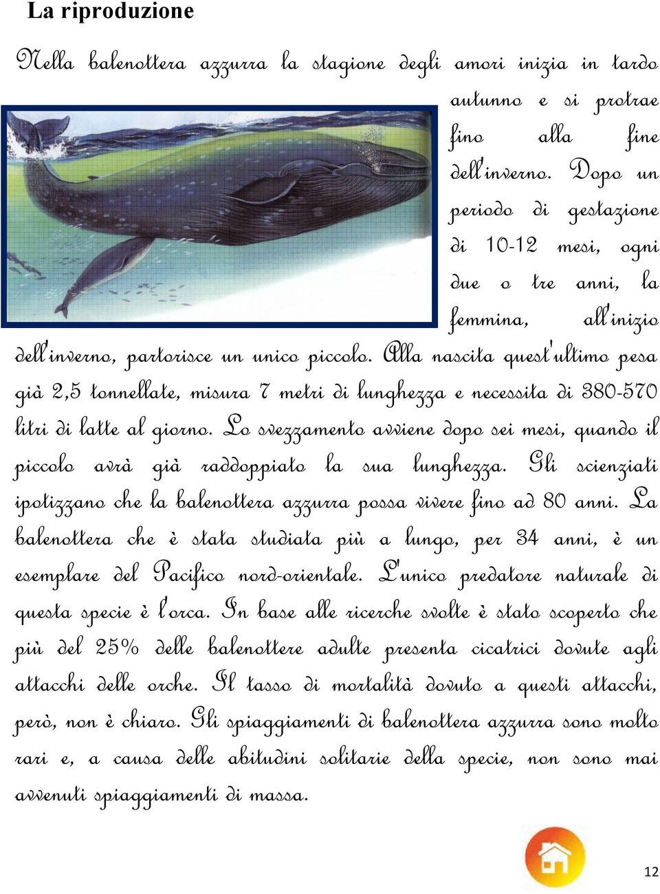 Alla nascita quest'ultimo pesa già 2,5 tonnellate, misura 7 metri di lunghezza e necessita di 380-570 litri di latte al giorno.