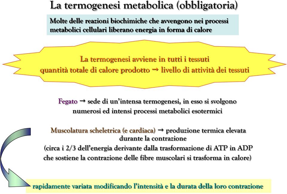 numerosi ed intensi processi metabolici esotermici Muscolatura scheletrica (e cardiaca) produzione termica elevata durante la contrazione (circa i 2/3 dell energia