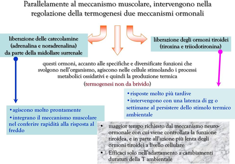i processi metabolici ossidativi e quindi la produzione termica (termogenesi non da brivido) agiscono molto prontamente integrano il meccanismo muscolare nel conferire rapidità alla risposta al
