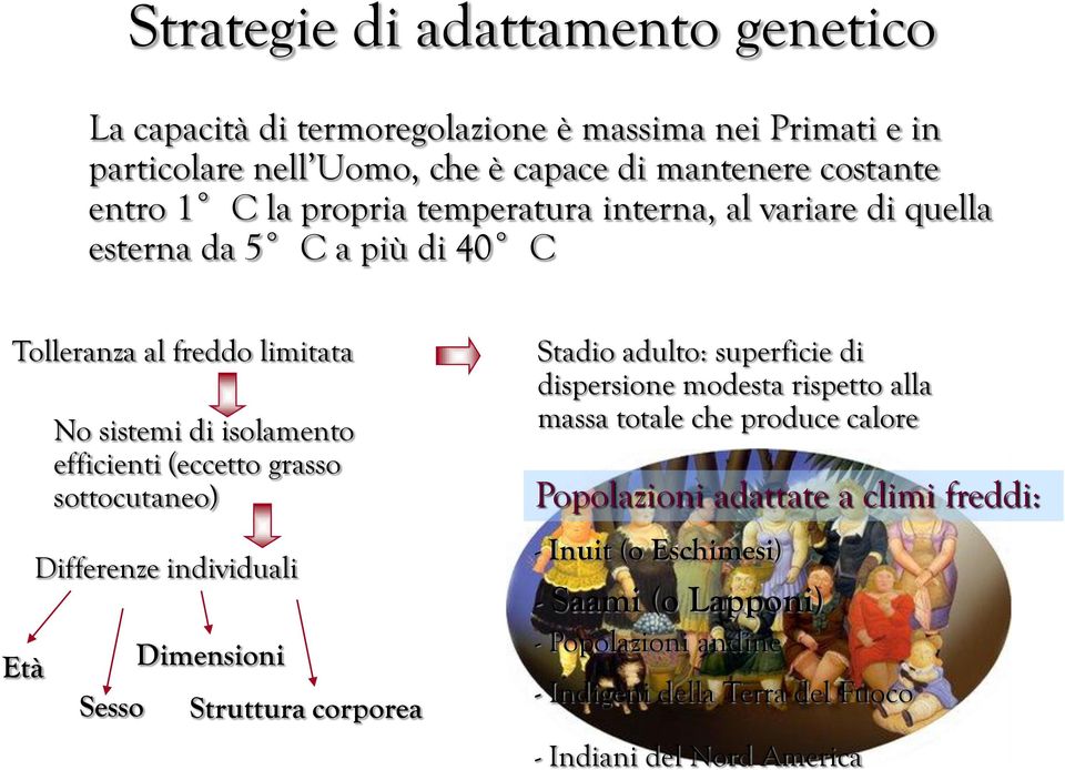 grasso sottocutaneo) Differenze individuali Sesso Dimensioni Struttura corporea Stadio adulto: superficie di dispersione modesta rispetto alla massa totale che