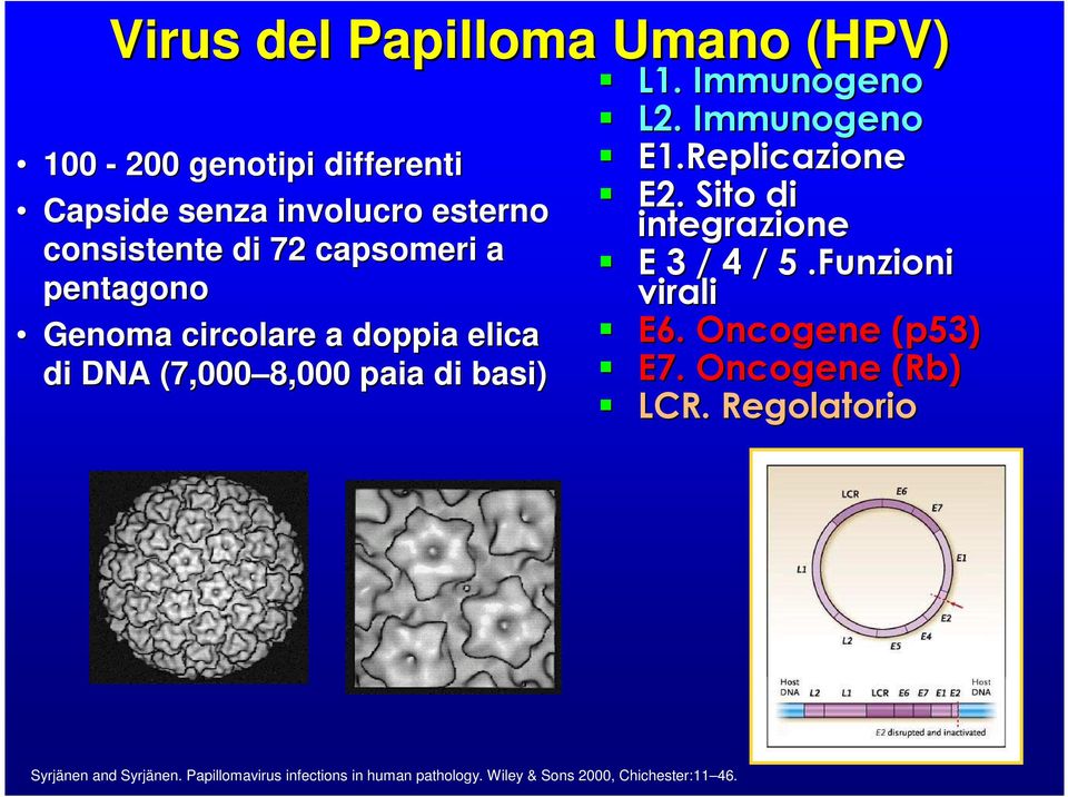 Immunogeno E1.Replicazione E2. Sito di integrazione E 3 / 4 / 5.Funzioni. virali E6. Oncogene (p53) E7.