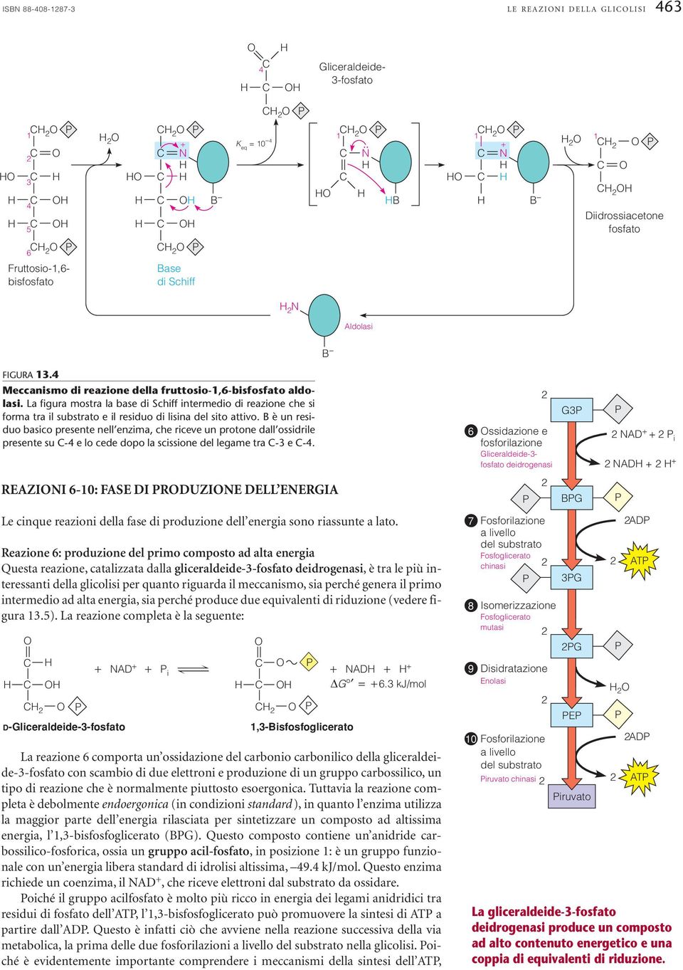 La figura mostra la base di Schiff intermedio di reazione che si forma tra il substrato e il residuo di lisina del sito attivo.