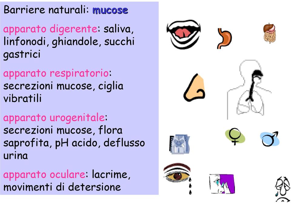 ciglia vibratili apparato urogenitale: secrezioni mucose, flora