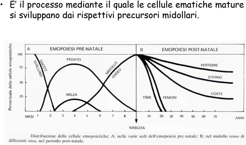 mature si sviluppano dai