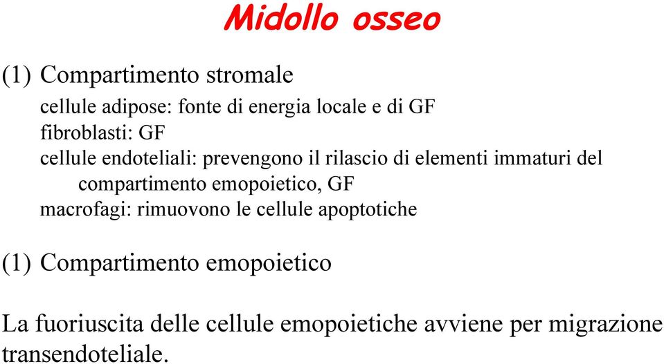 compartimento emopoietico, GF macrofagi: rimuovono le cellule apoptotiche (1)