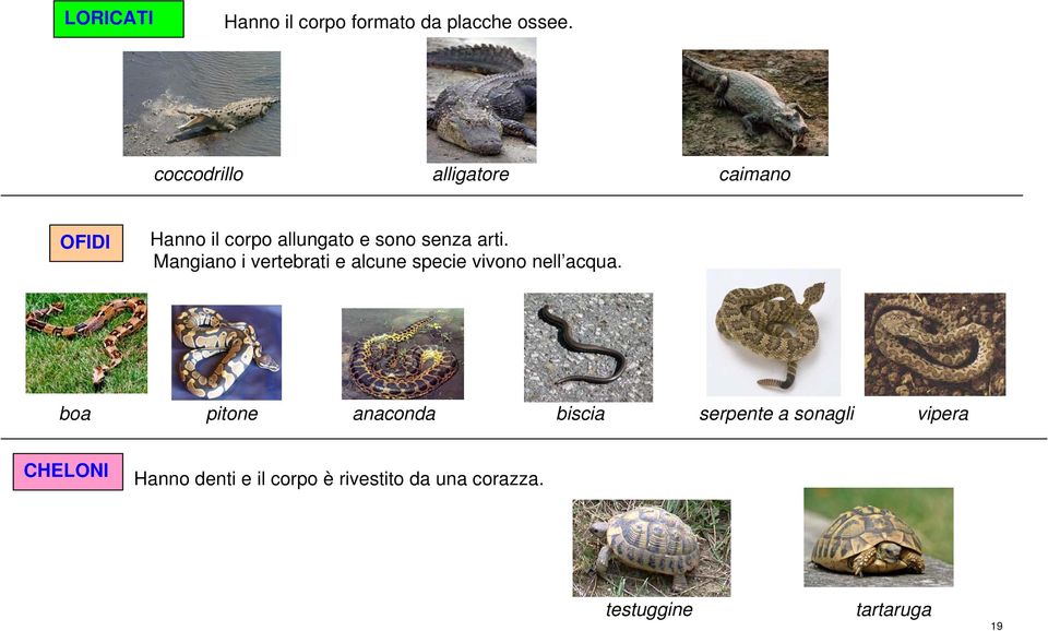 Mangiano i vertebrati e alcune specie vivono nell acqua.