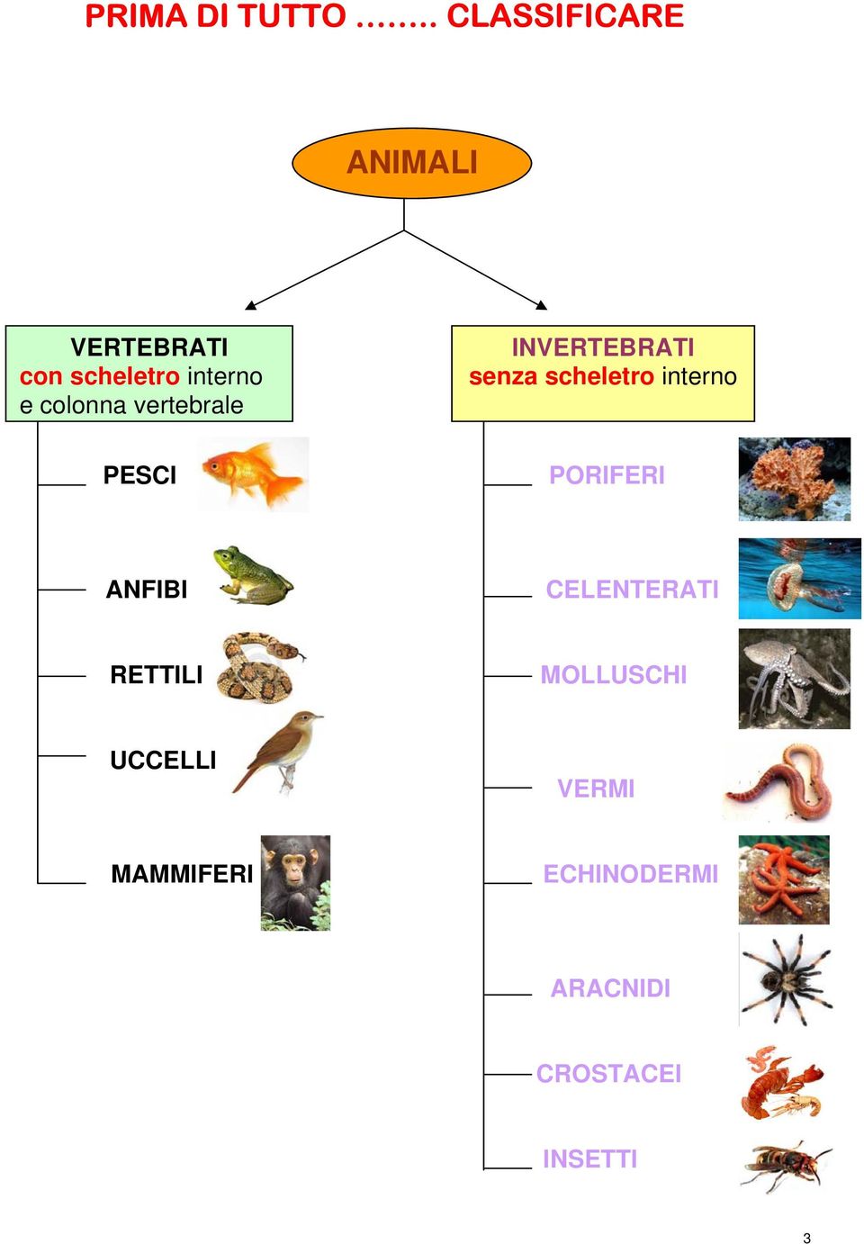 colonna vertebrale INVERTEBRATI senza scheletro interno PESCI