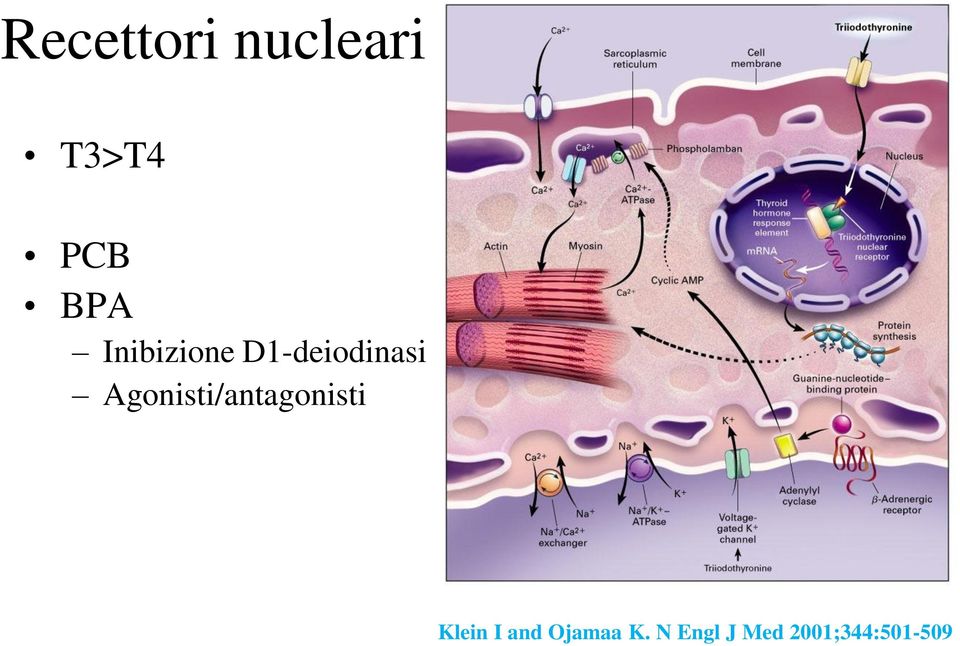 Agonisti/antagonisti Klein I and