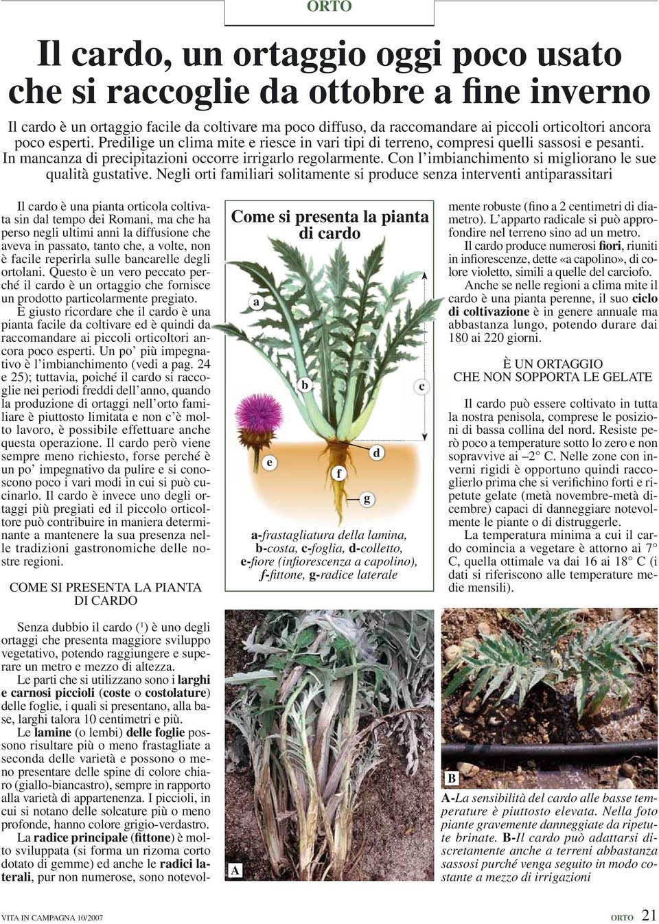 Con l imbianchimento si migliorano le sue qualità gustative.