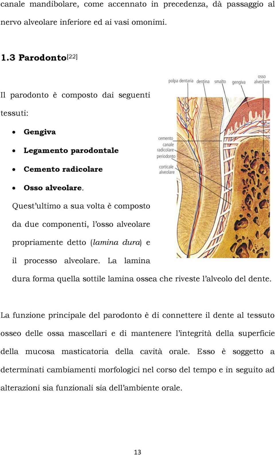 Quest ultimo a sua volta è composto da due componenti, l osso alveolare propriamente detto (lamina dura) e il processo alveolare.